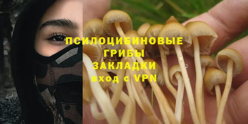 Псилоцибиновые грибы Psilocybe  Рязань 